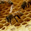 꿀벌 멸종? 생존 위해 ‘빠르게 진화’하고 있다 - 네이처