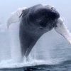 안개 낀 수면 위로…40t 혹등고래 ‘멋진 비상’