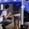 [월드피플+]”우산이 되어줄께”…비 맞는 개에게 외투 벗어준 커플