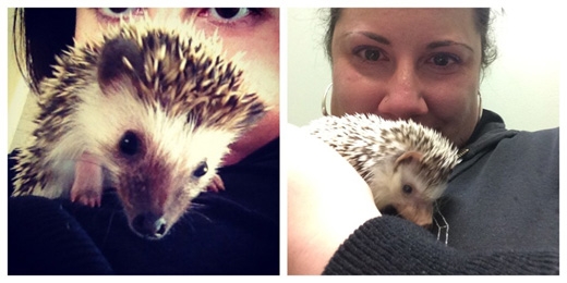 10. 내 고슴도치 킬로와 찍은 처음과 마지막 사진…. 편히 잠들기를 바란다(RIP). 작은 친구.
