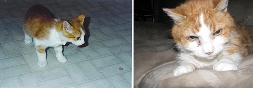 11. 내 고양이의 처음과 마지막 사진.
