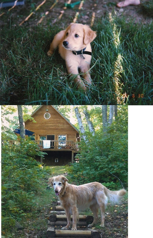 14. 여기 처음과 마지막 사진은 우리가 16년간 함께 살았던 개의 모습이다.