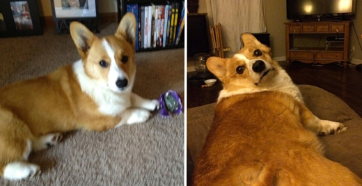 18. 나의 개 밀리는 지난주 여행을 떠나갔다. 내가 그녀를 찍은 처음과 마지막 사진. 정말 사랑한다. 밀리.