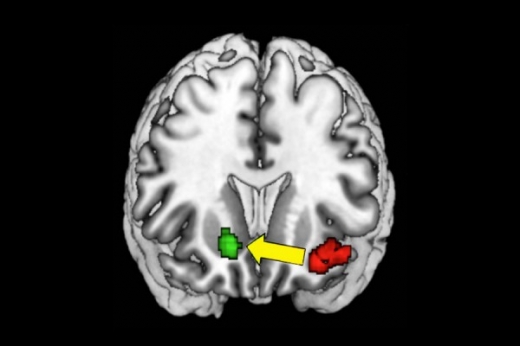 ‘보상회로’나 ‘쾌락중추’로 불리는 부위가 활성화하고 있는 것으로 나타났다.