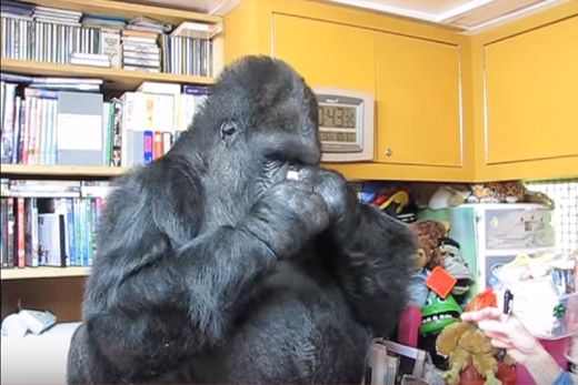 코푸는 행동하는 고릴라 코코.