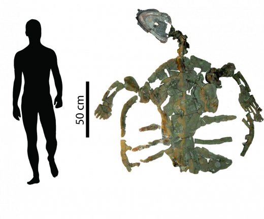사람과의 골격크기 비교. The skeleton of the fossilized sea turtle measures almost 2 meters.