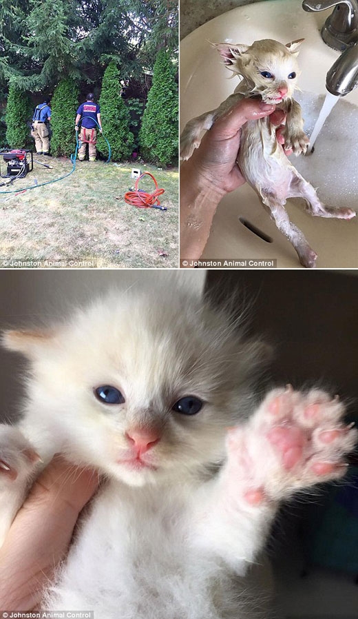 구조된 아기 고양이가 건강을 회복했다.