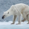 앙상한 북극곰 사진…진실은 온난화보다는 병든 것