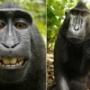 웃음 안긴 ‘원숭이 셀카’ 저작권자는 그 원숭이?…PETA 소송
