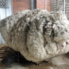 양모 41.1kg 생산한 호주 슈퍼양(羊) ‘기네스 신기록 인정’