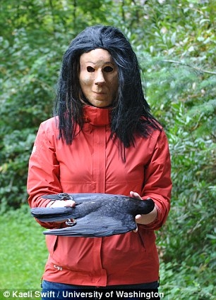 과학자들은 까마귀들의 서식지에 산 것처럼 보이는 박제된 까마귀를 놓아둔 뒤 세 가지 시나리오로 그들의 행동을 관찰했다.