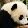 영국, ‘판다 복제’ 프로젝트 가동’제2의 돌리’ 나올까