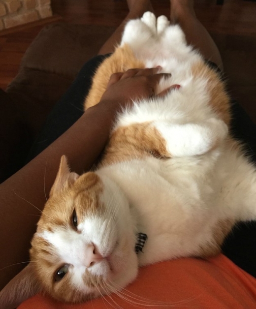 3. 당신이 일하거나 화장실에 가려고만 하면 당신에게 안겨 꼼짝 못 하게 한다.