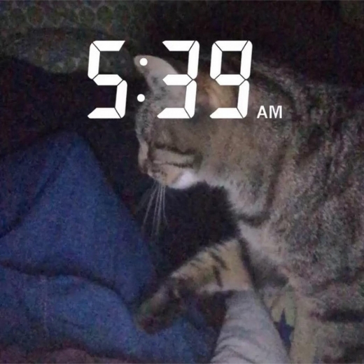 10. 사실, 깨어 있는 유일한 시간은 오전 5시부터 7시까지다.