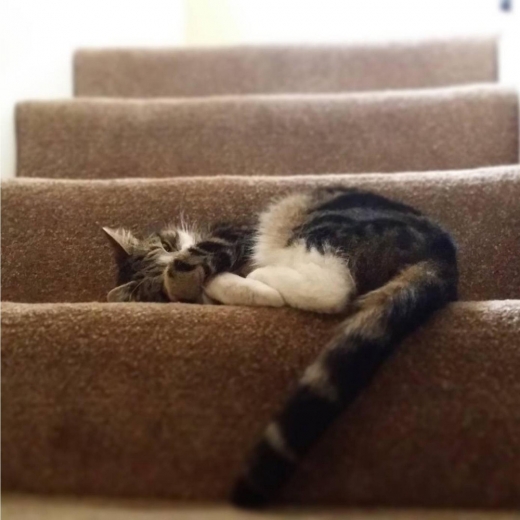 11. 당신이 걸려서 넘어질 만한 장소에서 자는 것을 좋아한다.