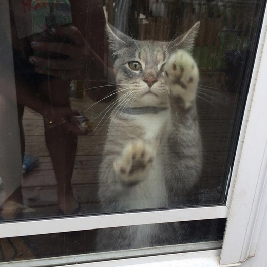 15. 끔찍할 정도로 선택 장애가 있다. 들어오지 않아 문을 닫는 즉시 들어오고 싶어한다. 당신이 문을 열고 나서도 들어올지 말지 확신하지 못한다.
