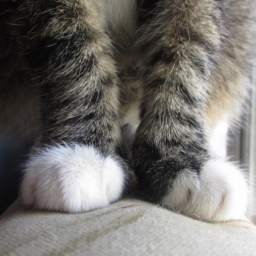 16. 고양이 발은 실제로 고양이 신체 중 가장 귀여운 부분이다. 하지만 이 발은 고양이가 가장 만져지길 꺼리는 부위이기도 한다.