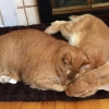 우정도 국경은 없다?…거대 토끼와 고양이의 브로맨스