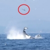 25m위로 ‘부~웅’…꼬리치기로 먹이 잡는 범고래 포착