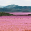 핑크빛 카펫?…기상이변에 ‘꽃밭’으로 물든 칠레 사막