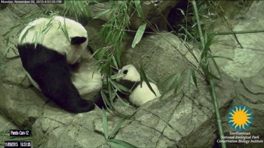베이베이가 엄마 판다가 보는 앞에서 첫걸음마를 내딛고 있다.