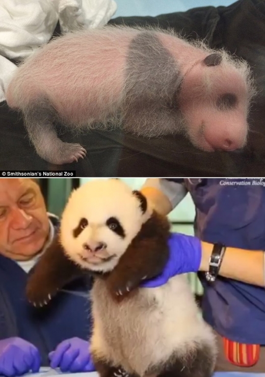 판다는 태어났을 때 분홍색이지만 성장하면서 특유의 줄무늬가 생긴다