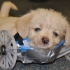 ‘3D프린팅 휠체어’로 걷게 된 ‘다리 없는 강아지’