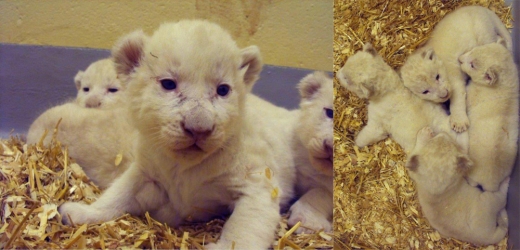 ■ 생후 3주차: 네쌍둥이 백사자는 태어난 지 3주 만에 눈을 떴다. 그리고 눈에 띄게 행동이 활발해졌다.