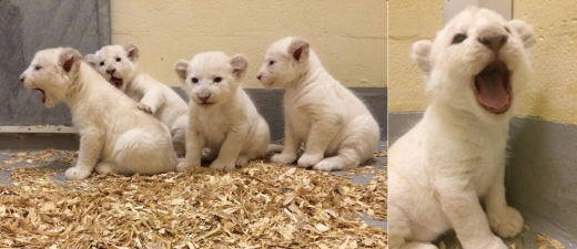 ■ 생후 6주차: 6주가 지나면서 몸무게는 6kg 정도가 됐다. 공놀이를 시작했다.