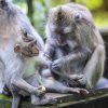 [와우! 과학] “원숭이도 사람처럼 상대방 고통 이해한다”