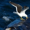 [알쏭달쏭+] ‘갈매기’가 거대 참고래를 쪼아먹는 이유는?