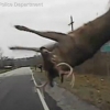 경찰차와 충돌한 사슴 ‘공중 부양’ 영상 공개