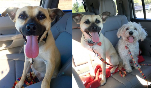 건강을 회복한 견공 ‘엔젤’과 그녀의 단짝 친구