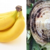 “바나나, 더이상 못먹을 수 있다…곰팡이탓 멸종 중”