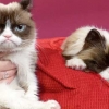 “넌 누구냥!”…심술고양이 ‘그럼피 캣’ 복제인형 탄생