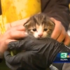 재활용 센터 쓰레기더미서 새끼 고양이 구출 기적