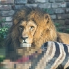 [나우! 지구촌] 사자에게 ‘동료’ 얼룩말 먹이로 던진 동물원 논란