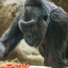 59번째 생일 맞은 세계 최고령 고릴라… “자손 32마리”