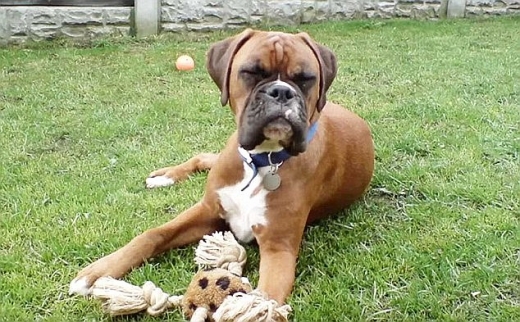 지난 6월 세상을 떠난 의뢰인 커플의 애완견 ‘딜런’