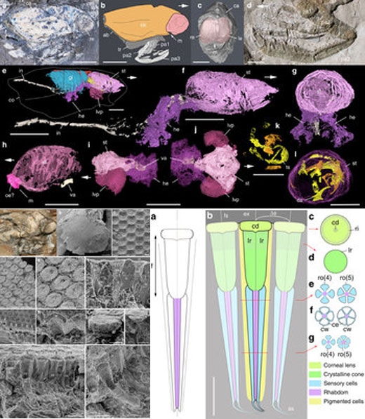 돌로카리스 인겐스 화석 분석.
