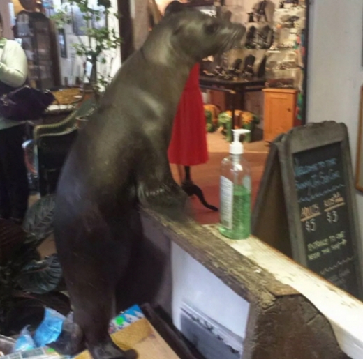 쇼핑몰을 한창 둘러보던 이 녀석은 아예 앞발을 짚고 올라서서 멀리 매대의 물건까지 둘러보고 있다.