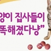 고양이사료등급 만으론 부족해! 늘어난 반려묘만큼 고양이집사들 사료선택기준 높아져