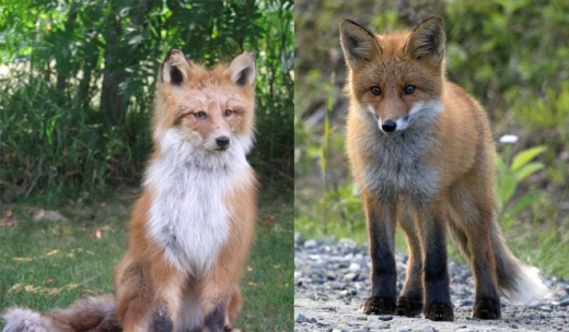로봇 여우(왼쪽)와 실제 여우