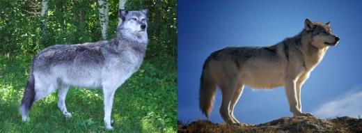 로봇 늑대(왼쪽)와 실제 늑대