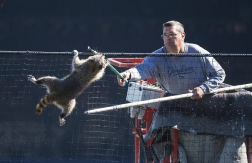 라쿤이 양키스 관계자가 막대기를 들고 쫓으려 하자 필사적으로 저항하고 있다.