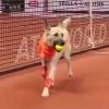 “볼보이, 비켜!” 테니스장에 등장한 ‘볼 도그’