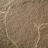 5억 5500만 년 전, 김과 미역의 조상은 이렇게 생겼다
