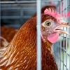 ‘치킨’ 아닌 ‘닭’에 관해 우리가 몰랐던 사실 5가지