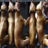 중국에는 개고기 축제가 있다! 그러나 논란은 남는다