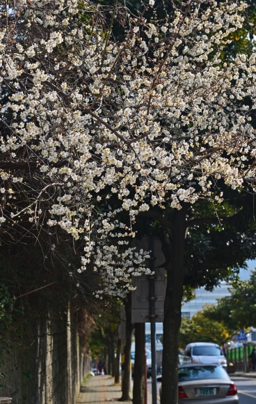 통영여고앞 매화와 동백.